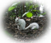2016 06 11 WildLife MPLS 086